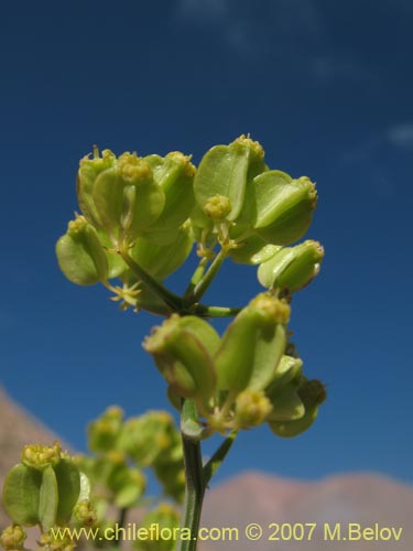 Gymnophyton flexuosum的照片