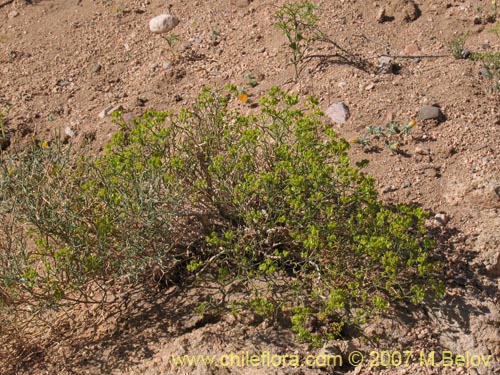 Imágen de Gymnophyton flexuosum (). Haga un clic para aumentar parte de imágen.