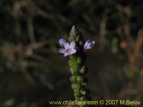 Image of Unidentified Plant sp. #2700 (). Click to enlarge parts of image.