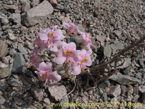 Фотография Alstroemeria crispata (). Щелкните, чтобы увеличить вырез.