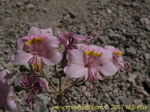 Imágen de Alstroemeria crispata (). Haga un clic para aumentar parte de imágen.