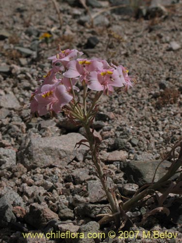 Bild von Alstroemeria crispata (). Klicken Sie, um den Ausschnitt zu vergrössern.