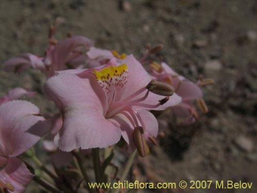 Image of Alstroemeria crispata (). Click to enlarge parts of image.