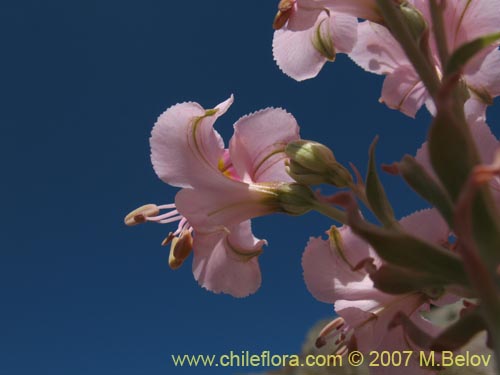 Image of Alstroemeria crispata (). Click to enlarge parts of image.