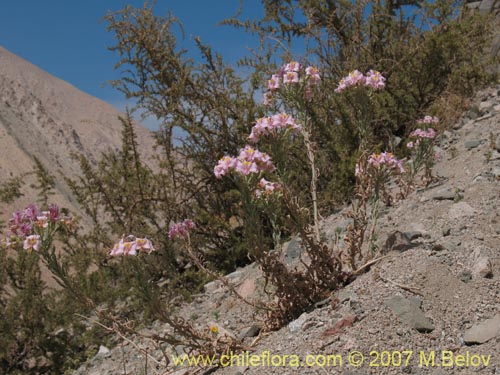 Imágen de Alstroemeria crispata (). Haga un clic para aumentar parte de imágen.