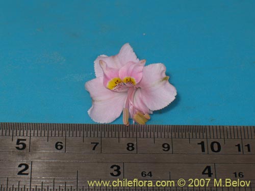 Image of Alstroemeria crispata (). Click to enlarge parts of image.