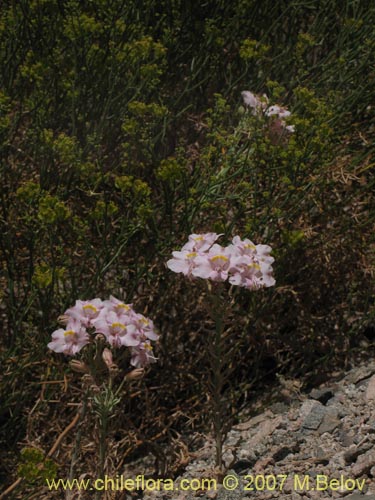 Imágen de Alstroemeria crispata (). Haga un clic para aumentar parte de imágen.