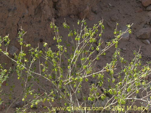 Фотография Bulnesia chilensis (). Щелкните, чтобы увеличить вырез.