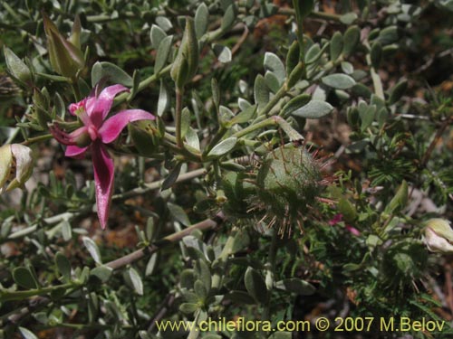 Imágen de Krameria cistoidea (). Haga un clic para aumentar parte de imágen.