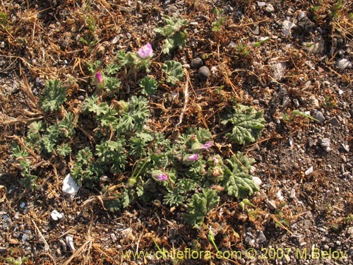 Bild von Cristaria sp. #3027 (). Klicken Sie, um den Ausschnitt zu vergrössern.