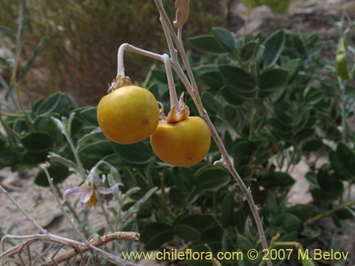 Imágen de Solanum elaeagnifolium (). Haga un clic para aumentar parte de imágen.