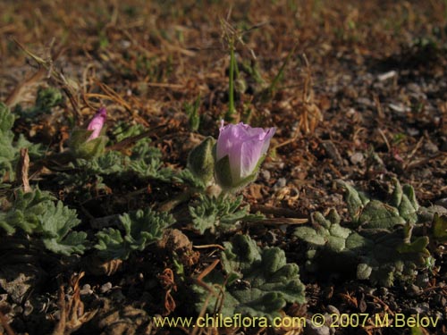 Bild von Cristaria sp. #3027 (). Klicken Sie, um den Ausschnitt zu vergrössern.