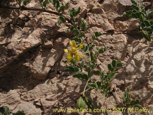 Imágen de Pintoa chilensis (). Haga un clic para aumentar parte de imágen.