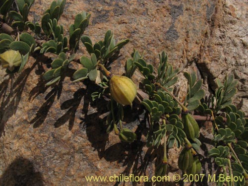 Imágen de Pintoa chilensis (). Haga un clic para aumentar parte de imágen.