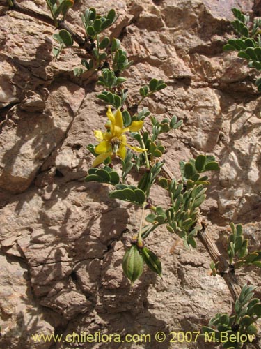 Imágen de Pintoa chilensis (). Haga un clic para aumentar parte de imágen.