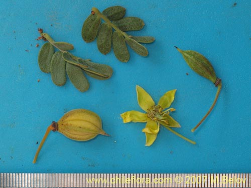 Image of Pintoa chilensis (). Click to enlarge parts of image.