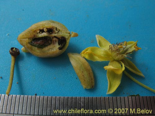 Image of Pintoa chilensis (). Click to enlarge parts of image.