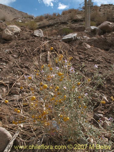 Solanum elaeagnifolium的照片