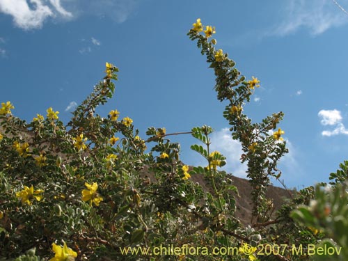 Bild von Pintoa chilensis (). Klicken Sie, um den Ausschnitt zu vergrössern.