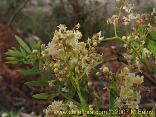 Фотография Schinus molle (Molle / Pimiento / Pimientero de Perú). Щелкните, чтобы увеличить вырез.