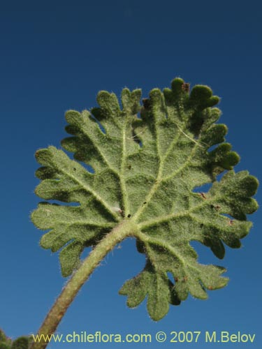 Bild von Cristaria sp. #3027 (). Klicken Sie, um den Ausschnitt zu vergrössern.