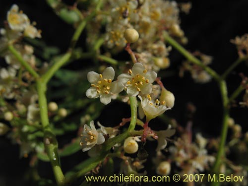 Image of Schinus molle (Molle / Pimiento / Pimientero de Perú). Click to enlarge parts of image.