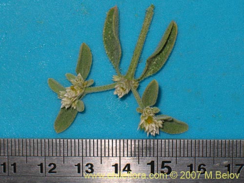 未確認の植物種 sp. #1316の写真