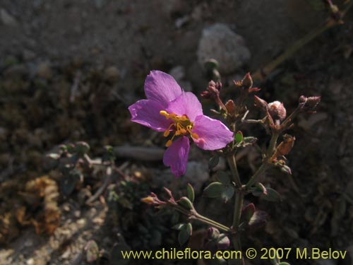 Bild von Fagonia chilensis (). Klicken Sie, um den Ausschnitt zu vergrössern.