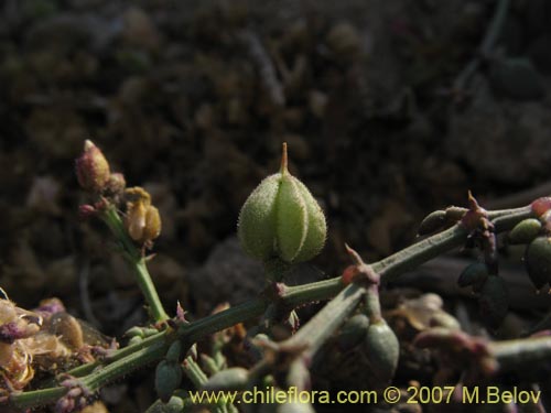 Фотография Fagonia chilensis (). Щелкните, чтобы увеличить вырез.