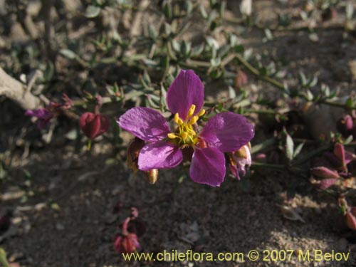 Imágen de Fagonia chilensis (). Haga un clic para aumentar parte de imágen.