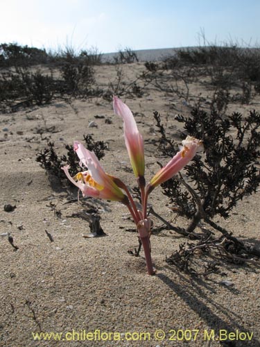 Rhodophiala ananuca의 사진