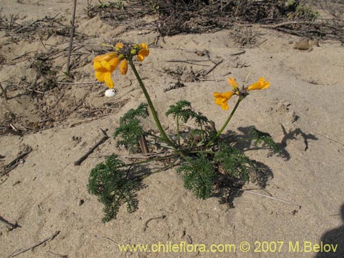 Imágen de Argylia radiata (). Haga un clic para aumentar parte de imágen.