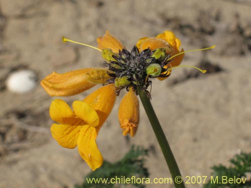 Imágen de Argylia radiata (). Haga un clic para aumentar parte de imágen.