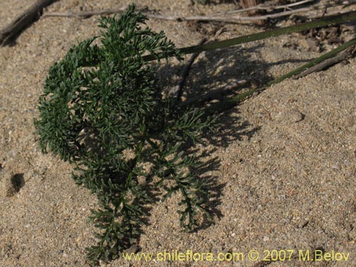 Imágen de Argylia radiata (). Haga un clic para aumentar parte de imágen.