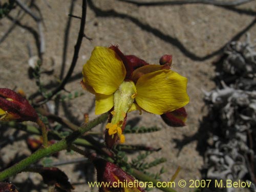 Фотография Caesalpinia angulata (). Щелкните, чтобы увеличить вырез.