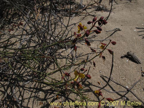 Caesalpinia angulata의 사진