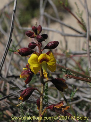 Bild von Caesalpinia angulata (). Klicken Sie, um den Ausschnitt zu vergrössern.