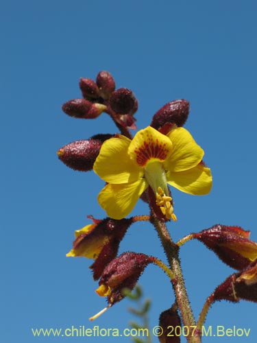 Caesalpinia angulata의 사진