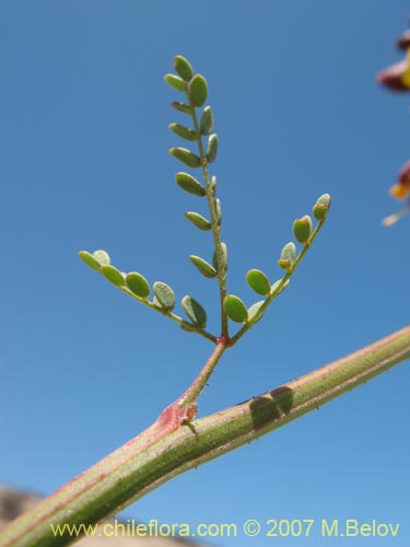 Фотография Caesalpinia angulata (). Щелкните, чтобы увеличить вырез.