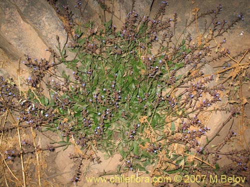 Image of Plumbago caerulea (Plumbago chileno). Click to enlarge parts of image.