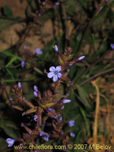 Imágen de Plumbago caerulea (Plumbago chileno). Haga un clic para aumentar parte de imágen.