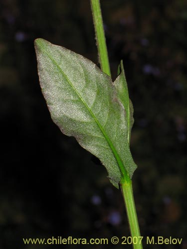 Bild von Plumbago caerulea (Plumbago chileno). Klicken Sie, um den Ausschnitt zu vergrössern.