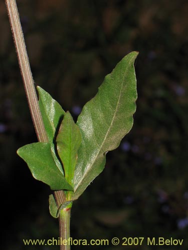 Bild von Plumbago caerulea (Plumbago chileno). Klicken Sie, um den Ausschnitt zu vergrössern.