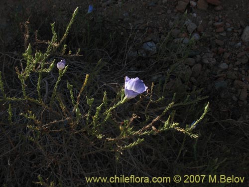 Bild von Nolana sp.  #2730 filifolia (). Klicken Sie, um den Ausschnitt zu vergrössern.