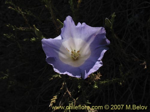 Bild von Nolana sp.  #2730 filifolia (). Klicken Sie, um den Ausschnitt zu vergrössern.