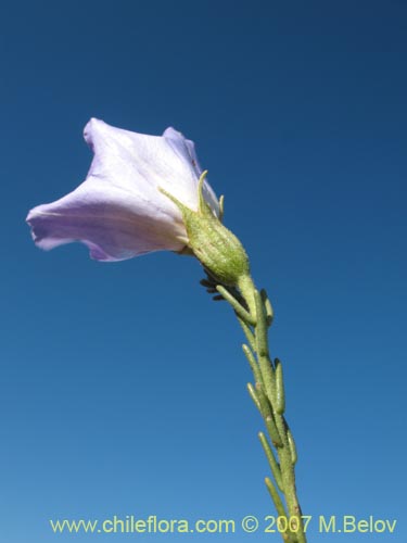 Bild von Nolana sp.  #2730 filifolia (). Klicken Sie, um den Ausschnitt zu vergrössern.