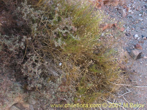 Image of Gutierrezia gayana (Pichanilla). Click to enlarge parts of image.