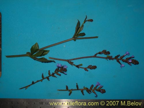 Image of Plumbago caerulea (Plumbago chileno). Click to enlarge parts of image.