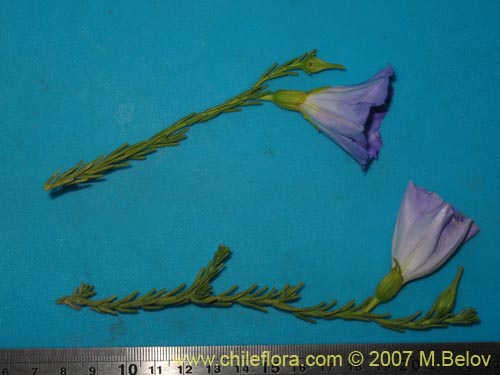 Image of Nolana sp.  #2730 filifolia (). Click to enlarge parts of image.