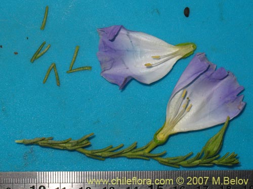 Image of Nolana sp.  #2730 filifolia (). Click to enlarge parts of image.